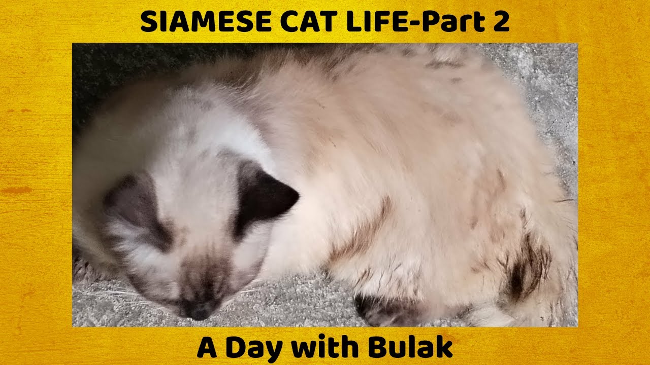 Siamese cat life part 2 - A Day with Bulak