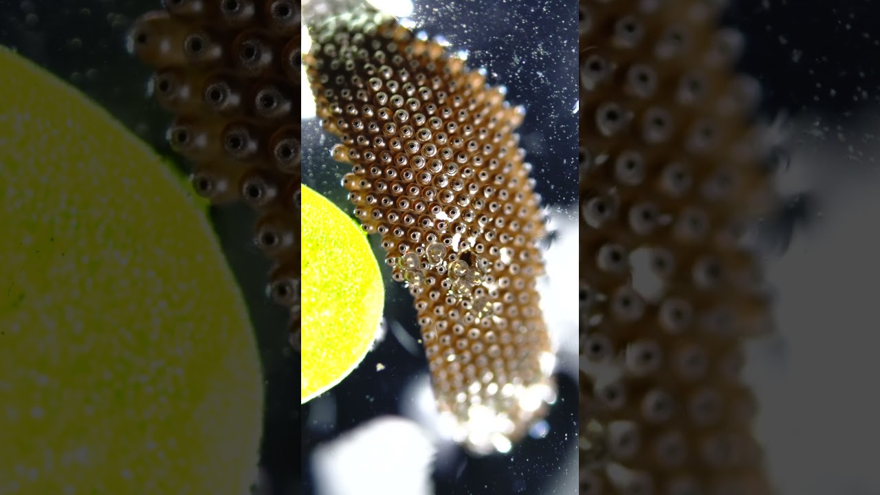 How Mosquitoes Lay Their Eggs 🦟