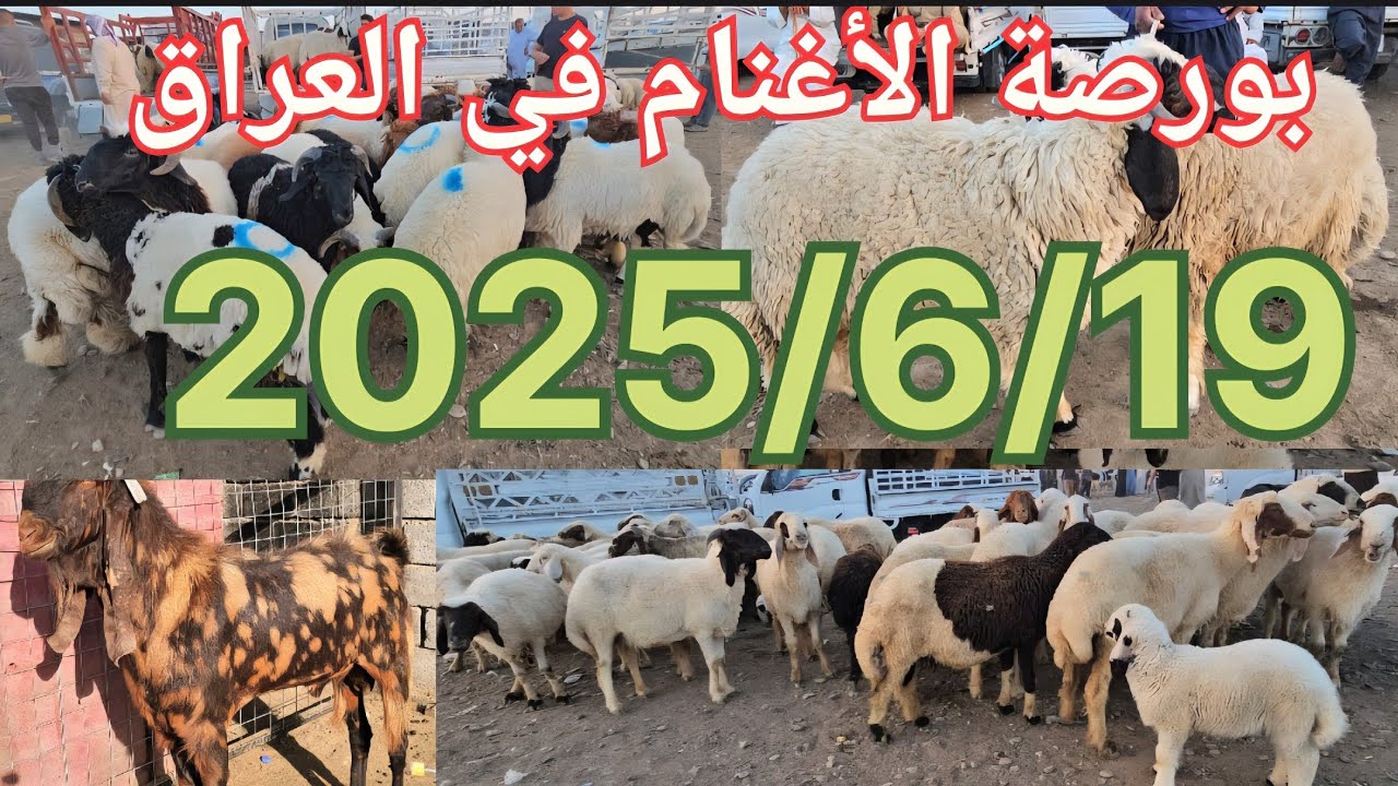 #سوق_الأغنام في العراق سوق محافظة ديالى وسط العراق