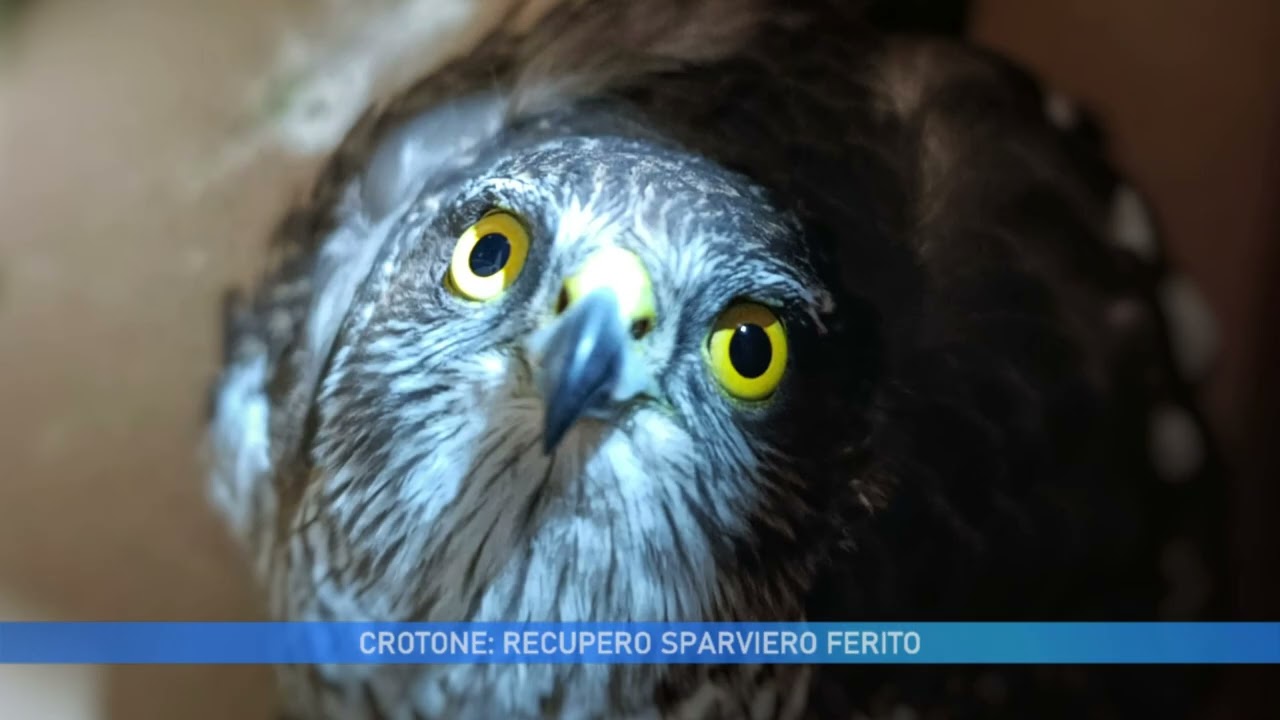 CROTONE: RECUPERO SPARVIERO FERITO