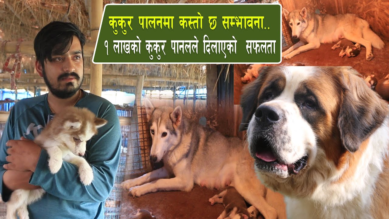 कुकुर पालनमा कस्तो छ सम्भावना १ लाखको कुकुर पानलले दिलाएको सफलता kukur farm in nepal |dog farm nepal