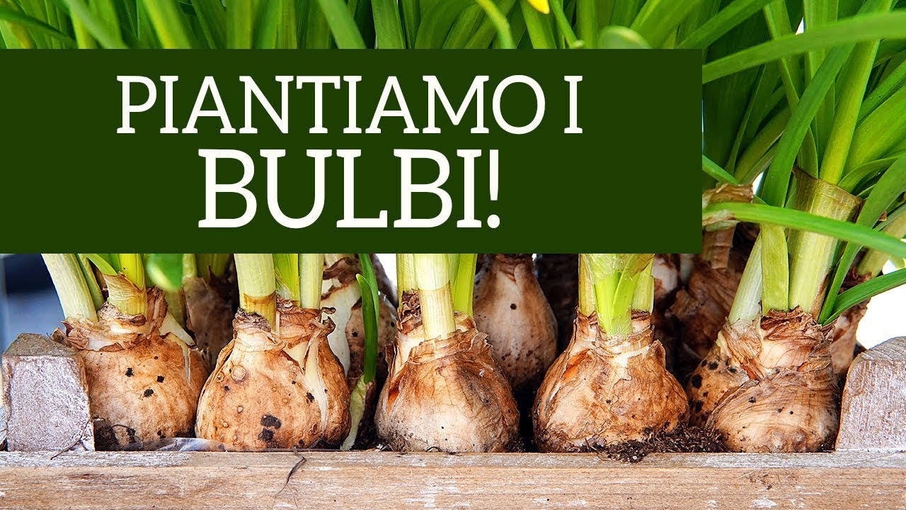 Bulbi autunnali, come metterli a dimora