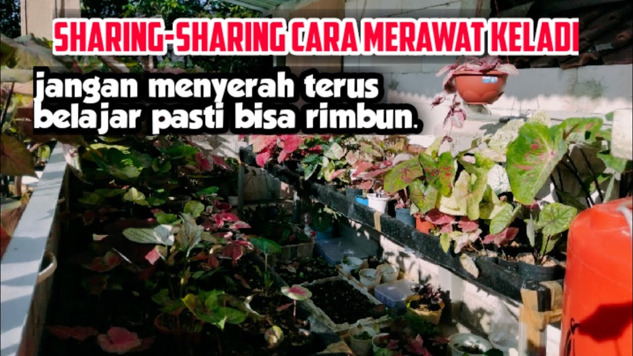 Yo belajar Cara merawat keladi || Sharing-Sharing pengalaman  dan cara merawat tanaman keladi