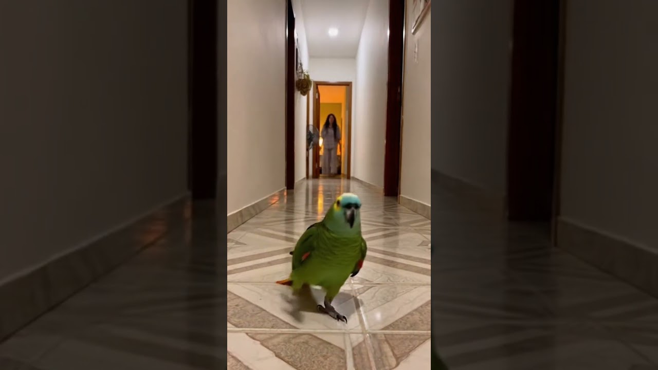 PAPAGAIO PEDE M&Uacute;SICA PRA ALEXA E O OLHA O QUE ACONTECE 🤣