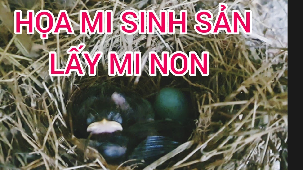 301 | VÀO CHUỒNG AVI LẤY CHIM HỌA MI NON | NUÔI HỌA MI SINH SẢN | TỔ CHIM HỌA MI | #lyhaichim