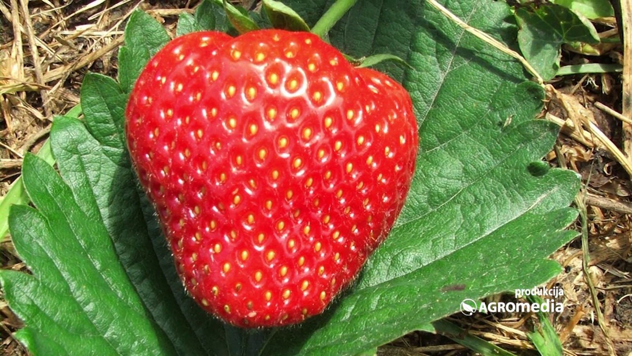 Evo kako jagode iz Holandije mogu da se nađu i na vašem imanju!