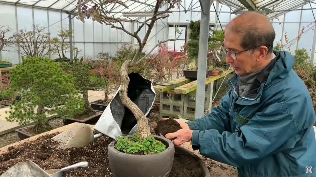 BONSAI  REPOT