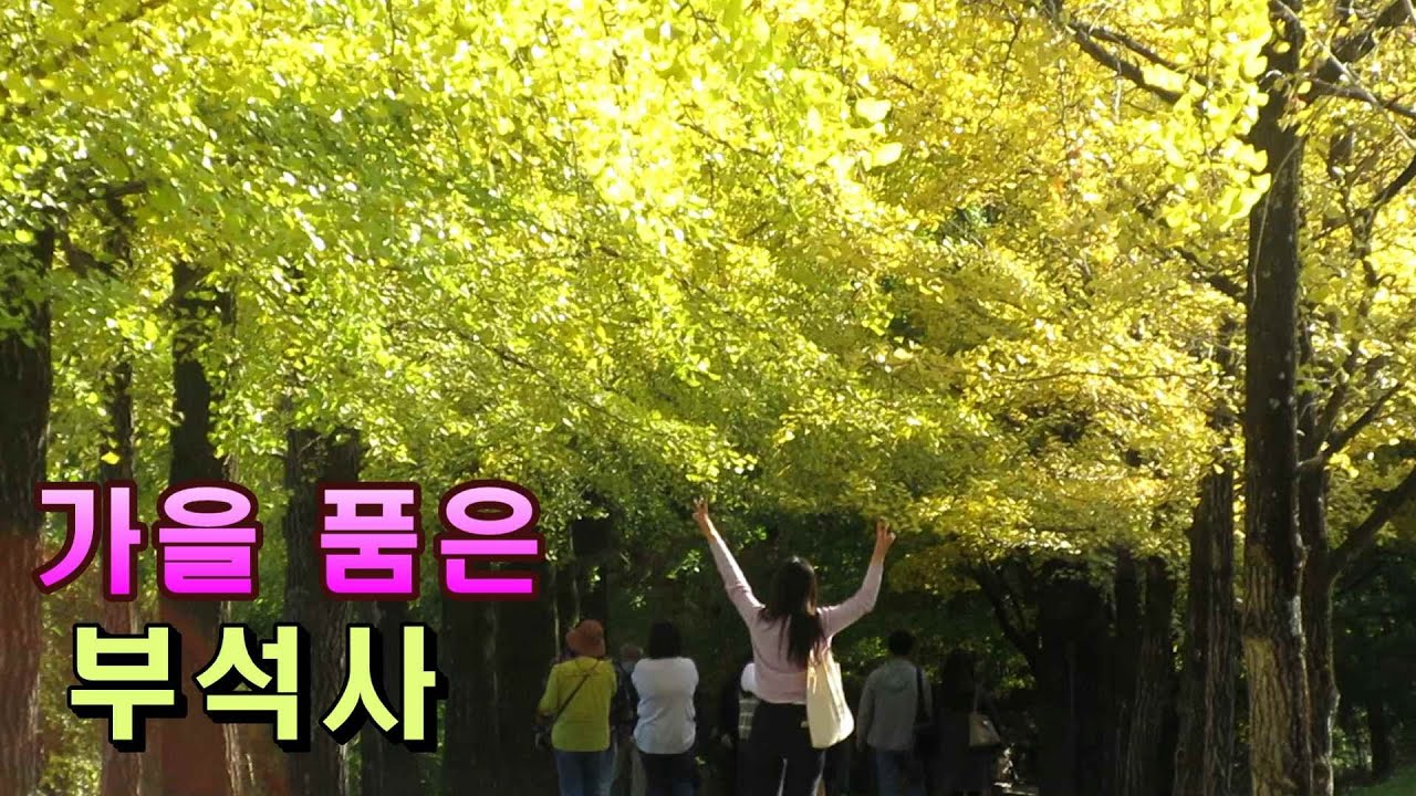 부석사의 색다른 가을. 노란 세상 펼친 은행나무길과 오색단풍의 앙상블.