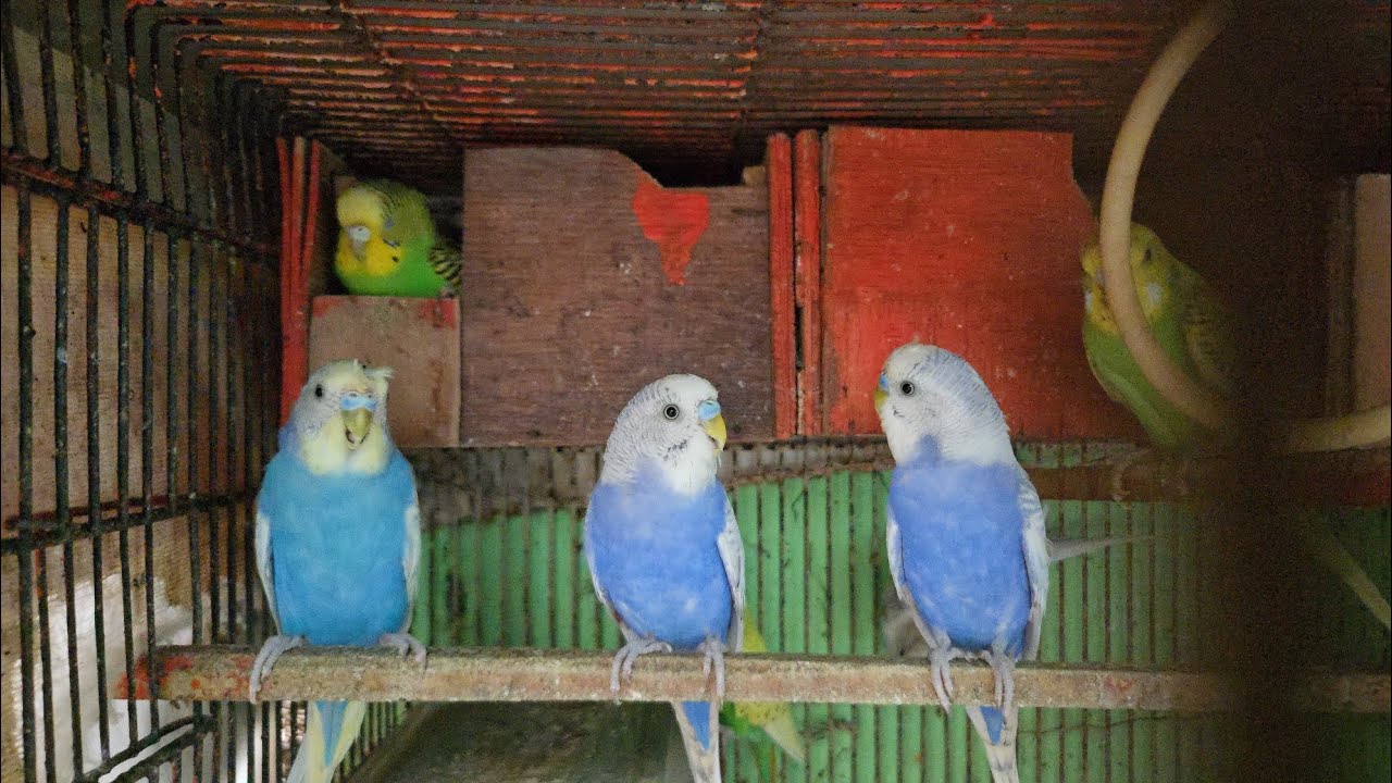 Love birds progress 2026 | Mumbai budgies colony #lovebirds