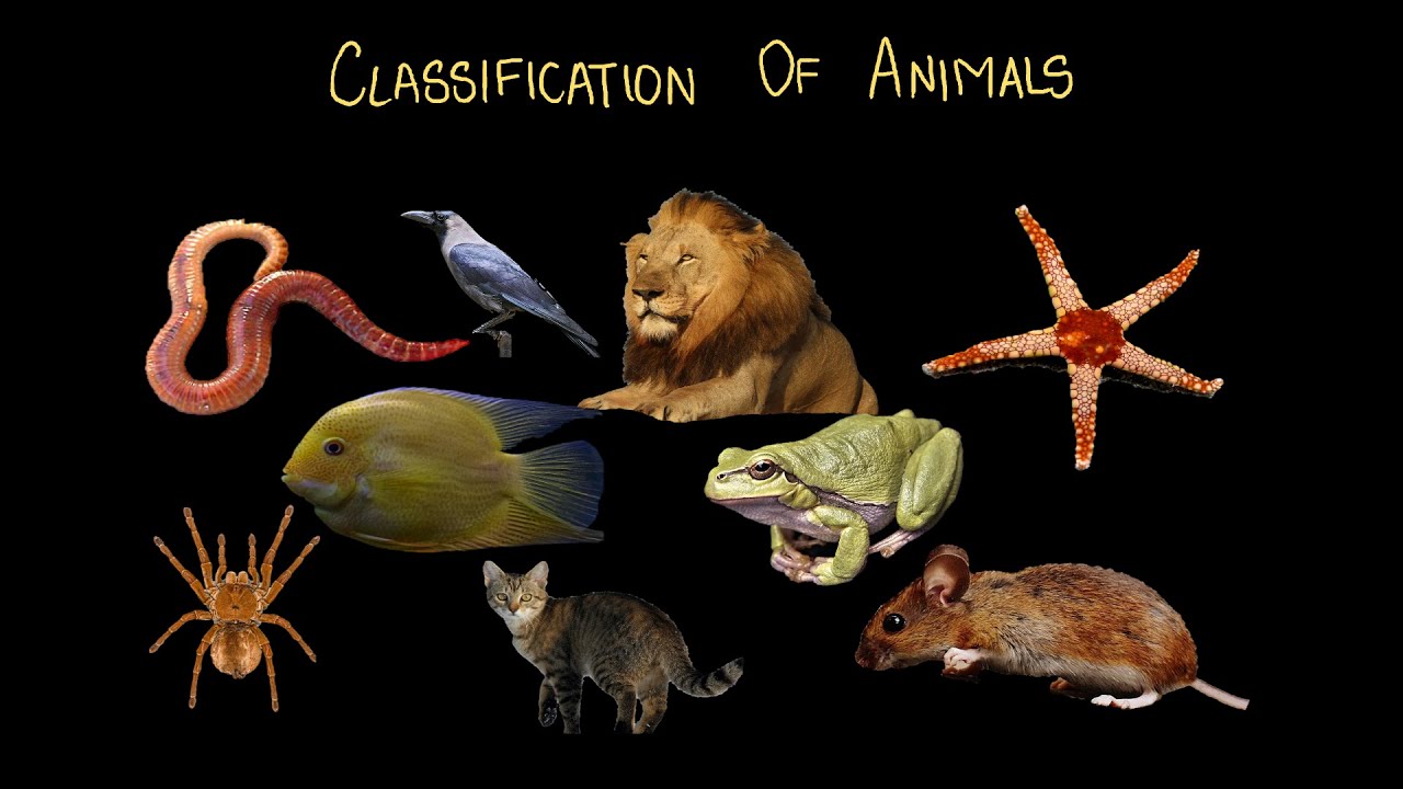 Classification of Animals | Classification of Living Organisms | Middle School |Science|Khan Academy