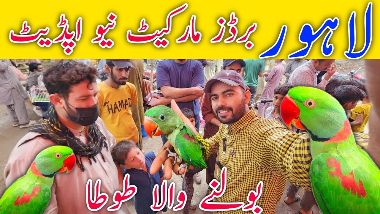 Воскресный рынок птиц в Лахоре. Новые цены от 15.03.2026. #lahorientertainmentchannel #birds #pets