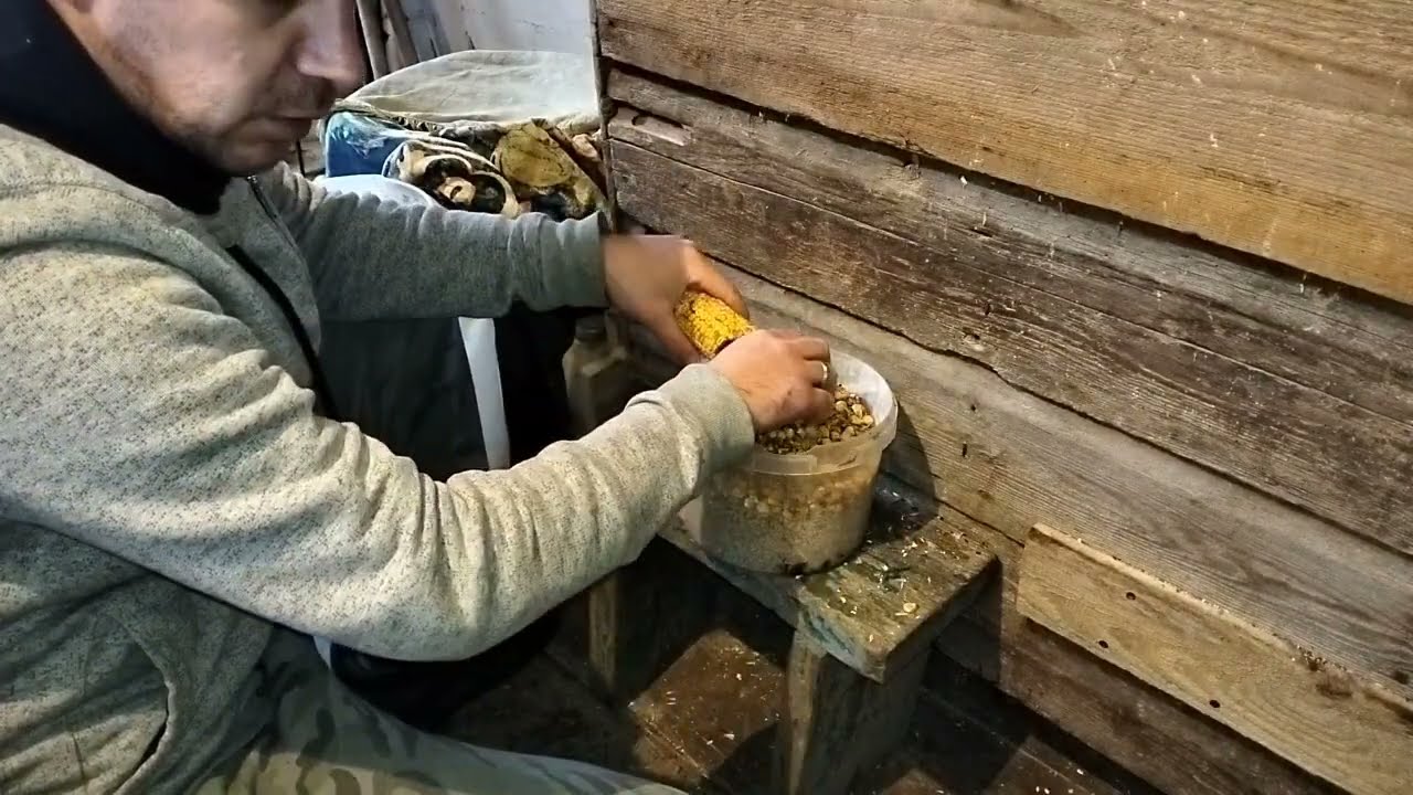 Вечірні правління курчат🐥Чим і як я їх годую?#кури#життявсел#farming#чимгодуватикурчат#кормдлякурчат