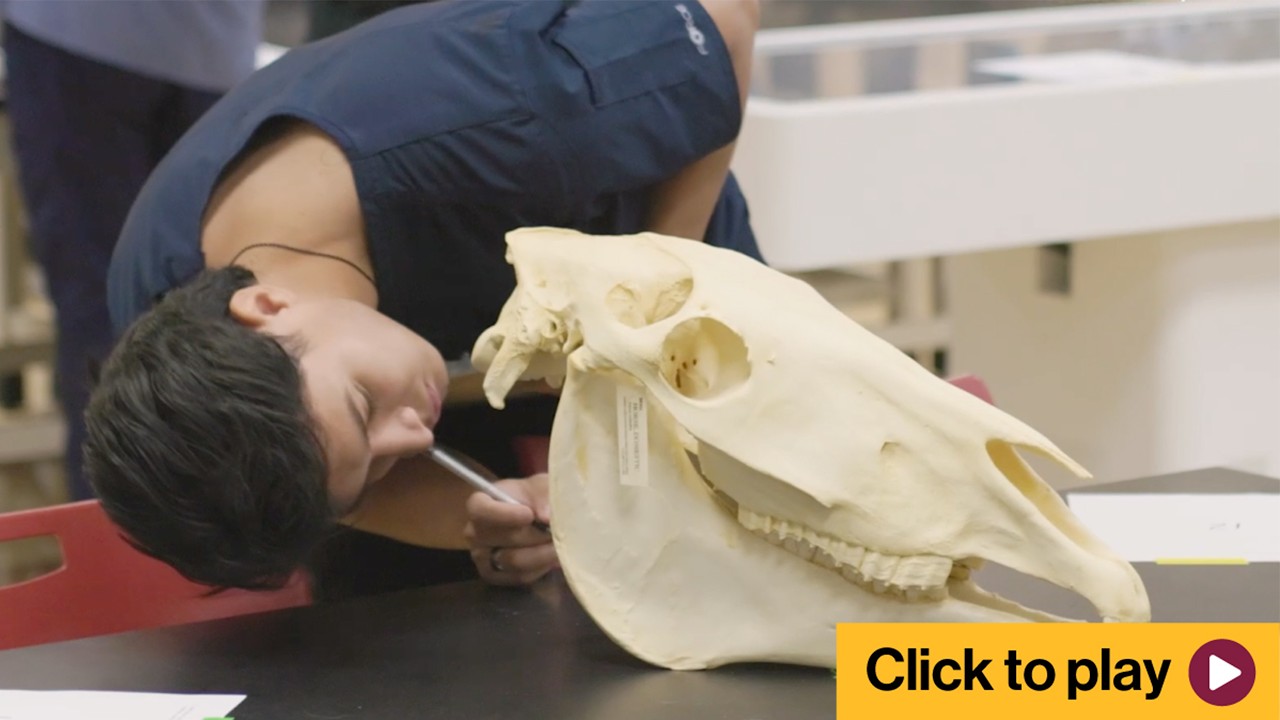 Support CISA: Pre-Veterinary Medicine