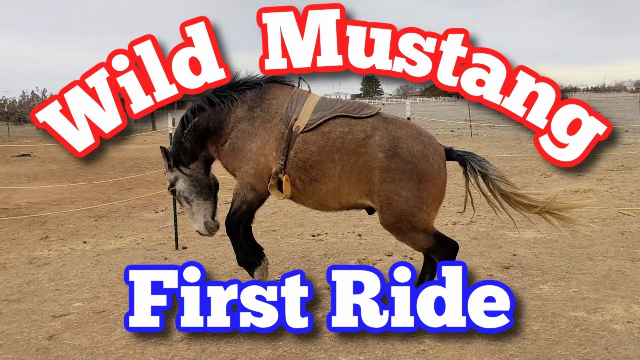 Wild Mustang - First Ride