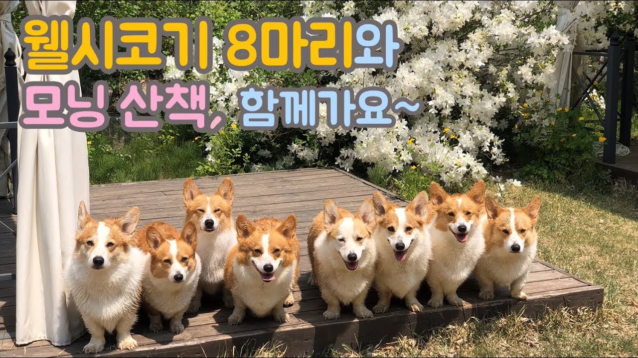 아침 산책 함께하실래요? / 8마리 웰시코기의 일상 (1)