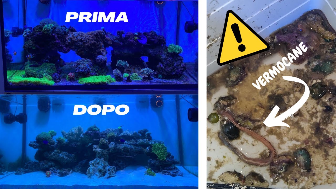 Riallestimento acquario marino 300 litri (con tanti VERMOCANI)