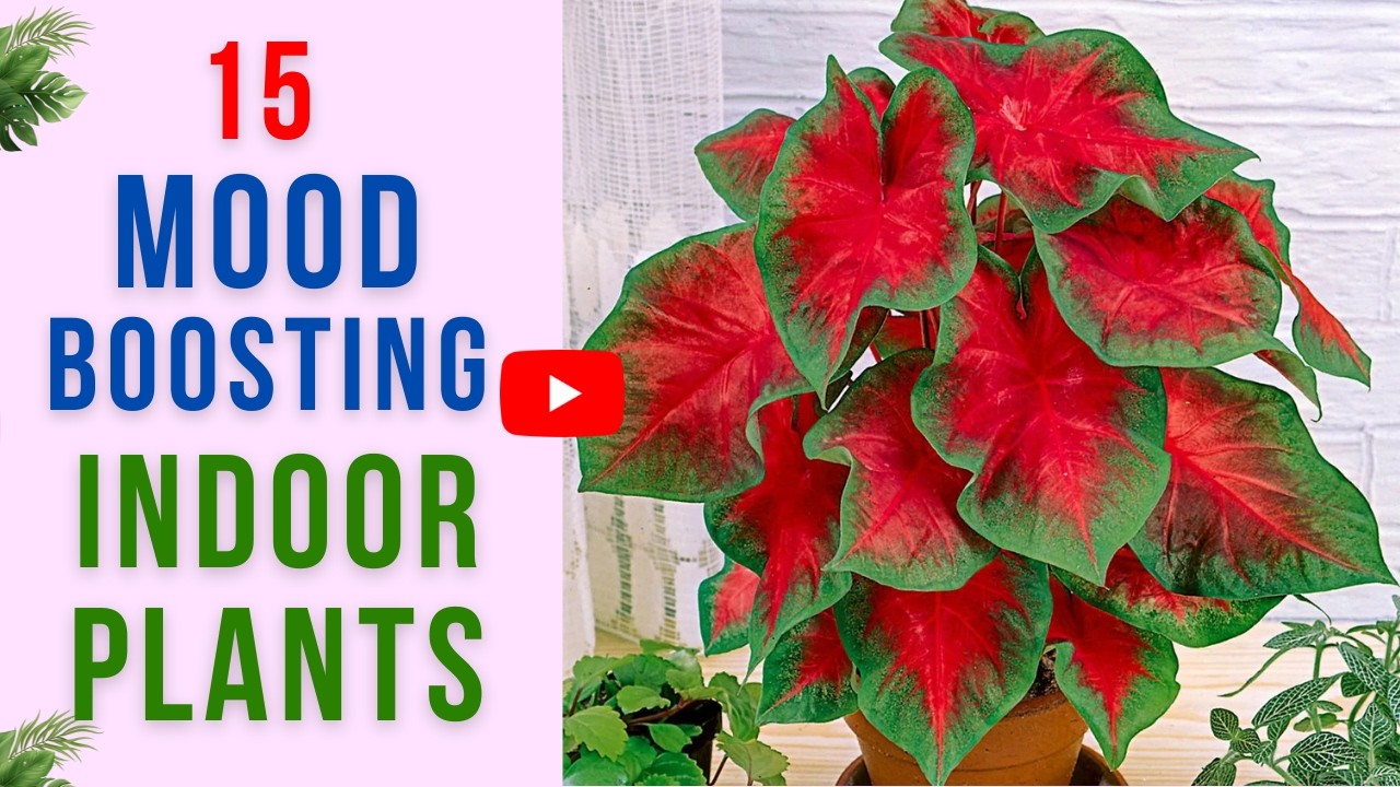 15 Plants That Improve Mood Naturally | Boost Mood With Plants