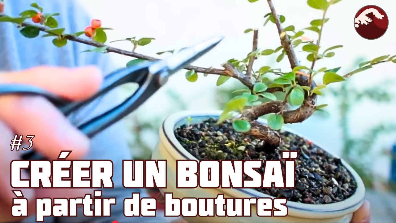 Comment Réaliser son Premier Bonsaï ? 🌱 NEJIKAN BONSAI 🌱