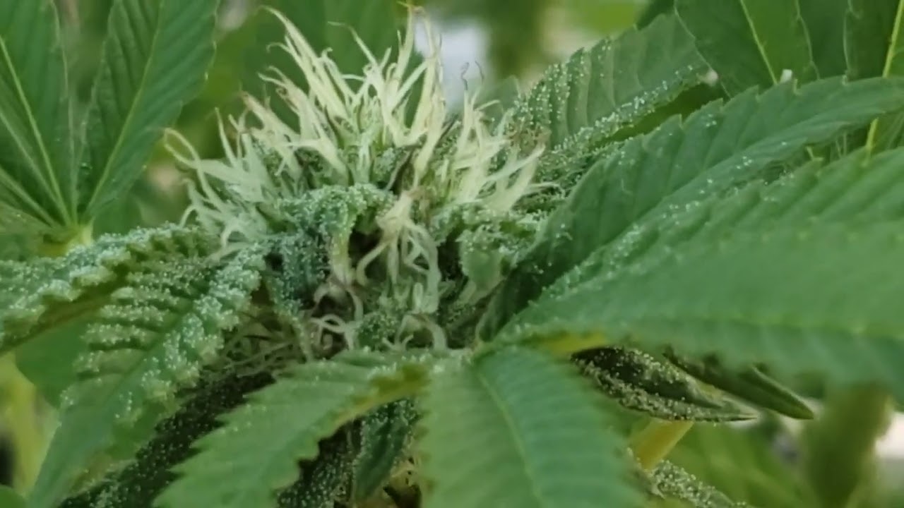 Growing #Cannabis - Garlic Mints