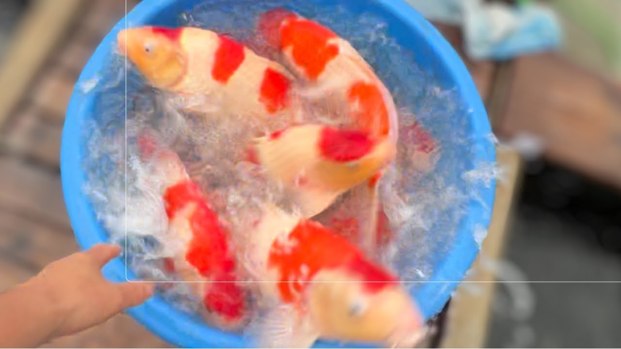 錦鯉販売　#koifish #koi