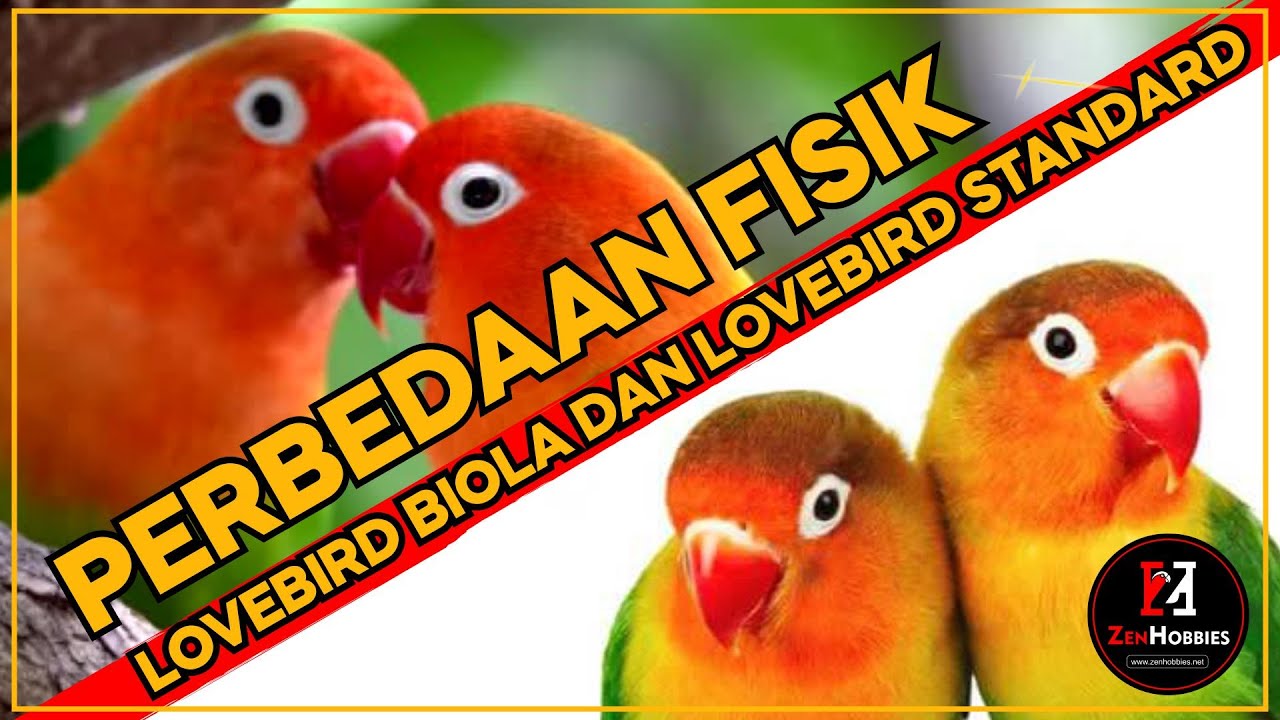 PERBEDAAN MUTASI LOVEBIRD BIOLA DAN LOVEBIRD STANDARD