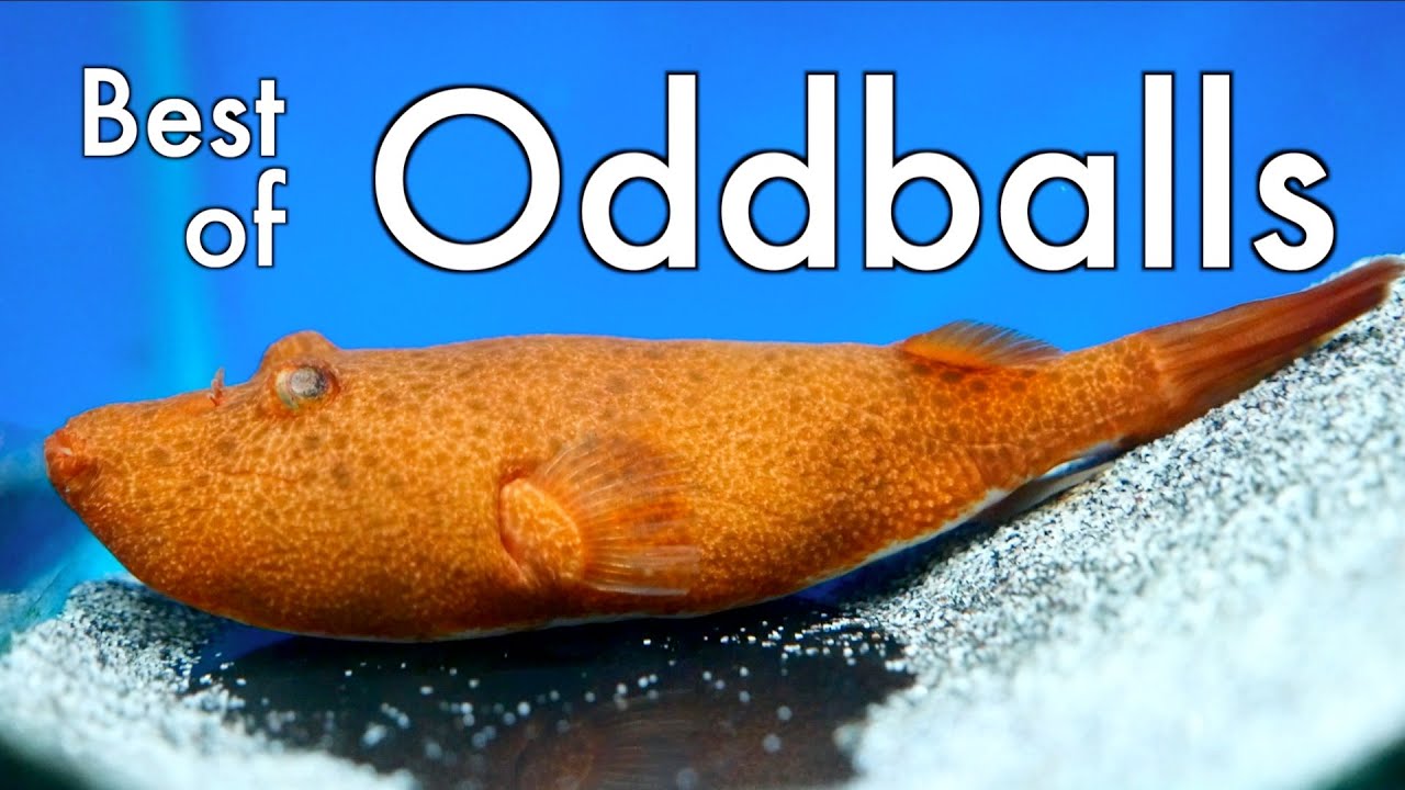 Maidenhead Aquatics Best of Oddballs