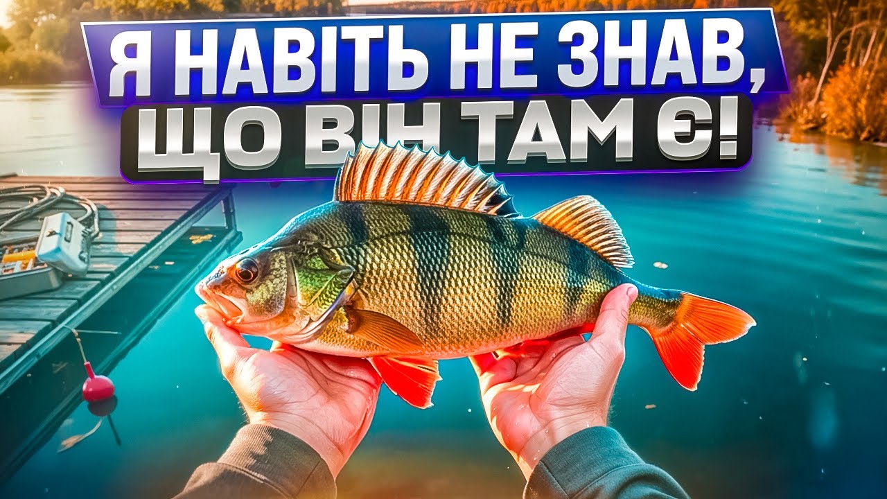Оце так риболовля! Я не знав, що там купа окунів!