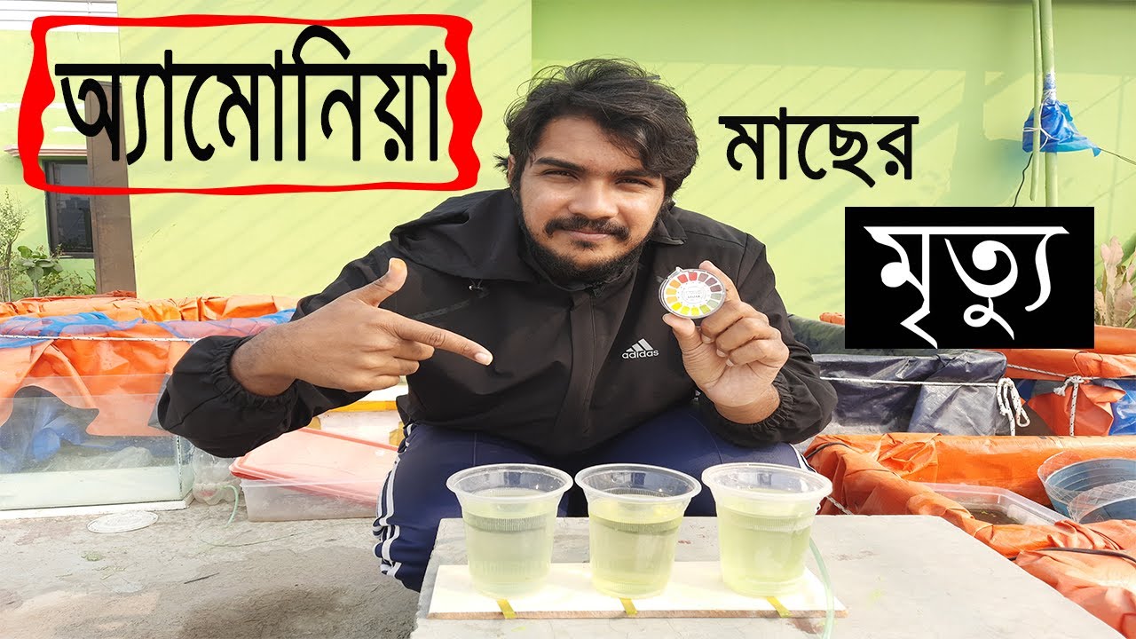 মাছের ট্যাঙ্কে অ্যামোনিয়া হওয়া কারণ, সনাক্তকরণ ও সমাধান । Ammonia in Aquarium Fish Tank and Solution