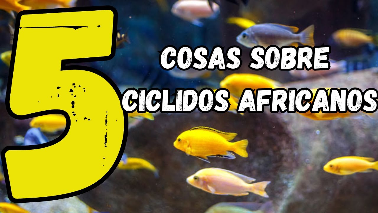 NO tengas CICLIDOS AFRICANOS sin antes SABER esto - 5 Cosas Importantes sobre ELLOS