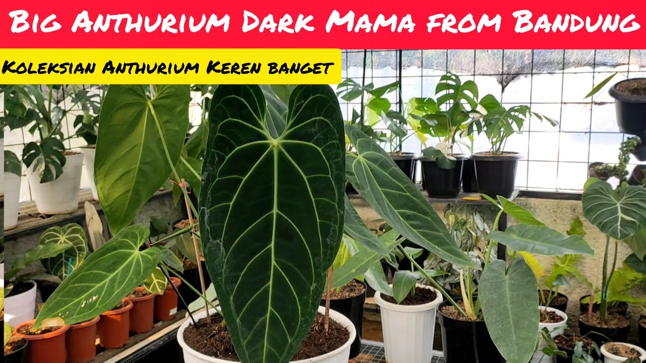 BIG ANTHURIUM DARK MAMA FROM BANDUNG ⁉️ KOLEKSIAN ANTHURIUM KEREN PARAH 📢