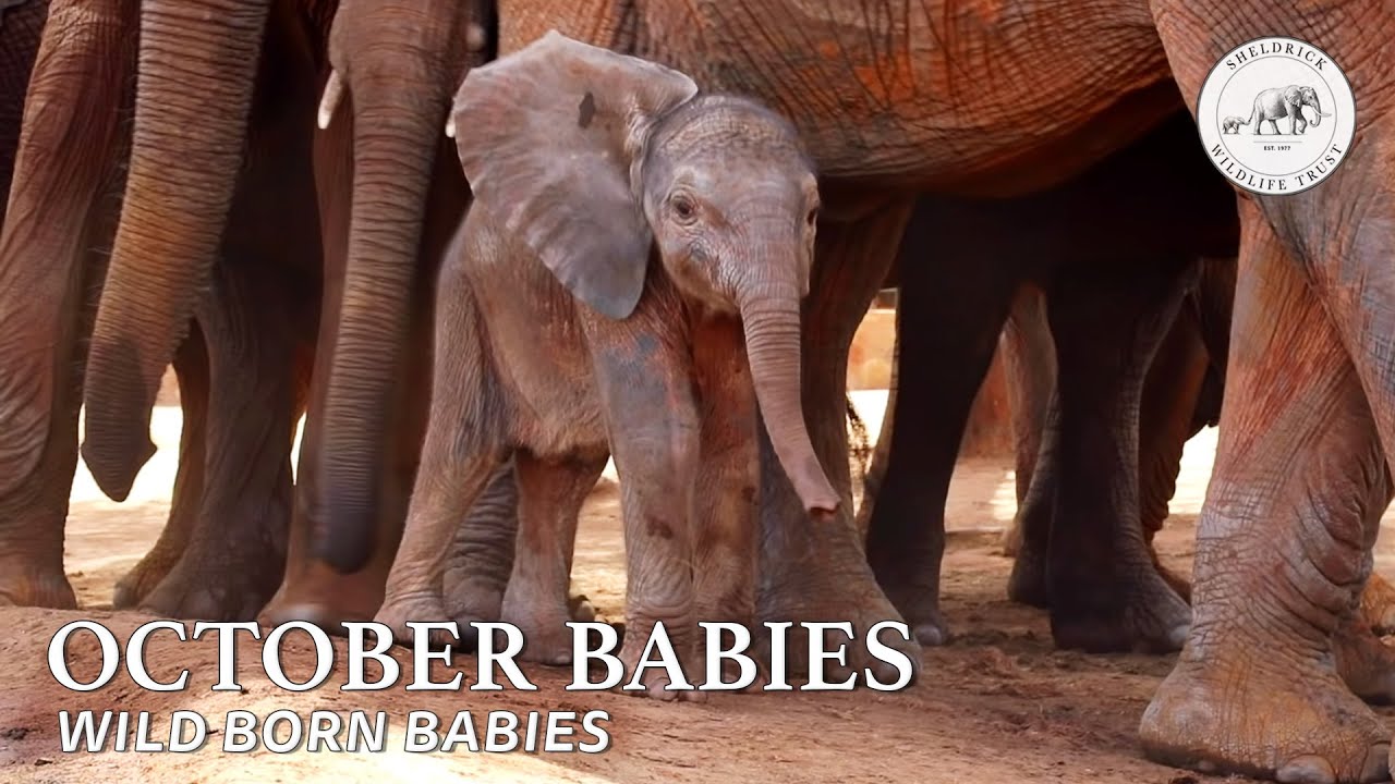 The October Babies | Sheldrick Trust