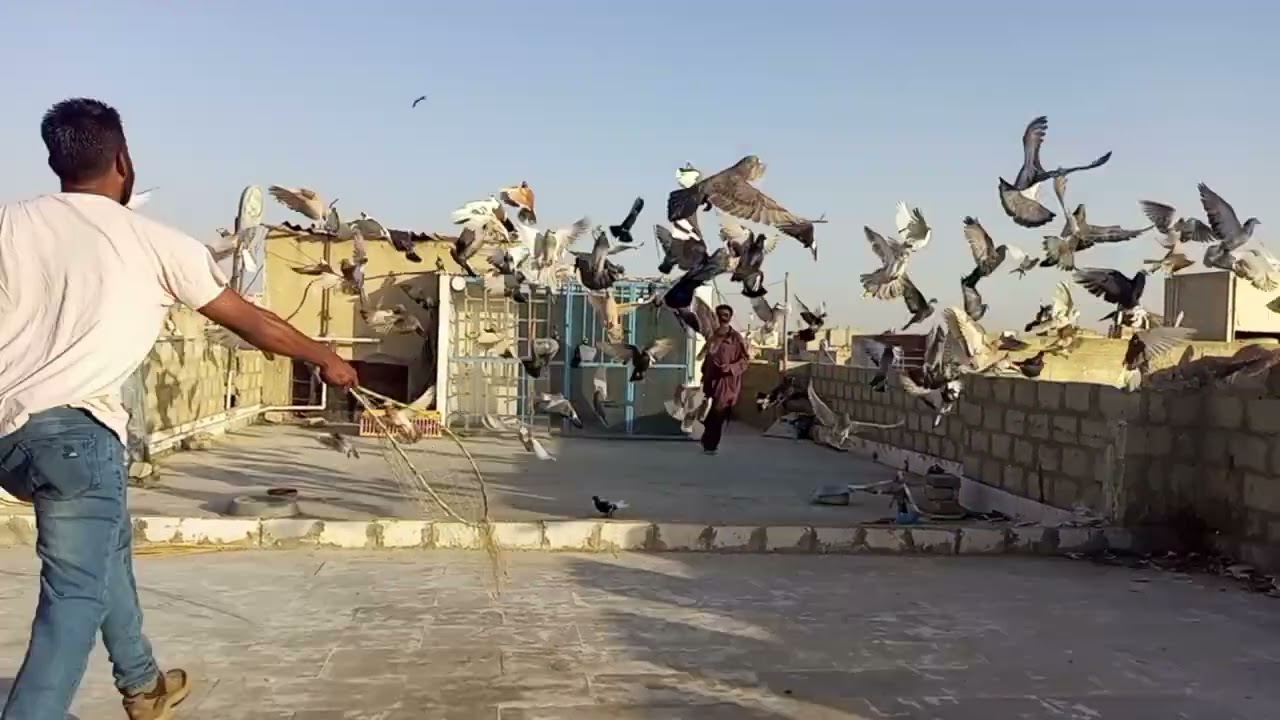 # Mashallah big fly kabootar#pigeon