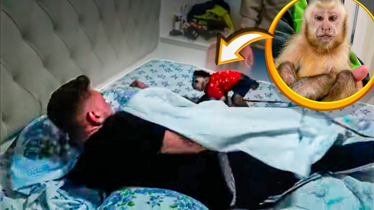 ACORDEI MEUS AMIGOS COM UM MACACO