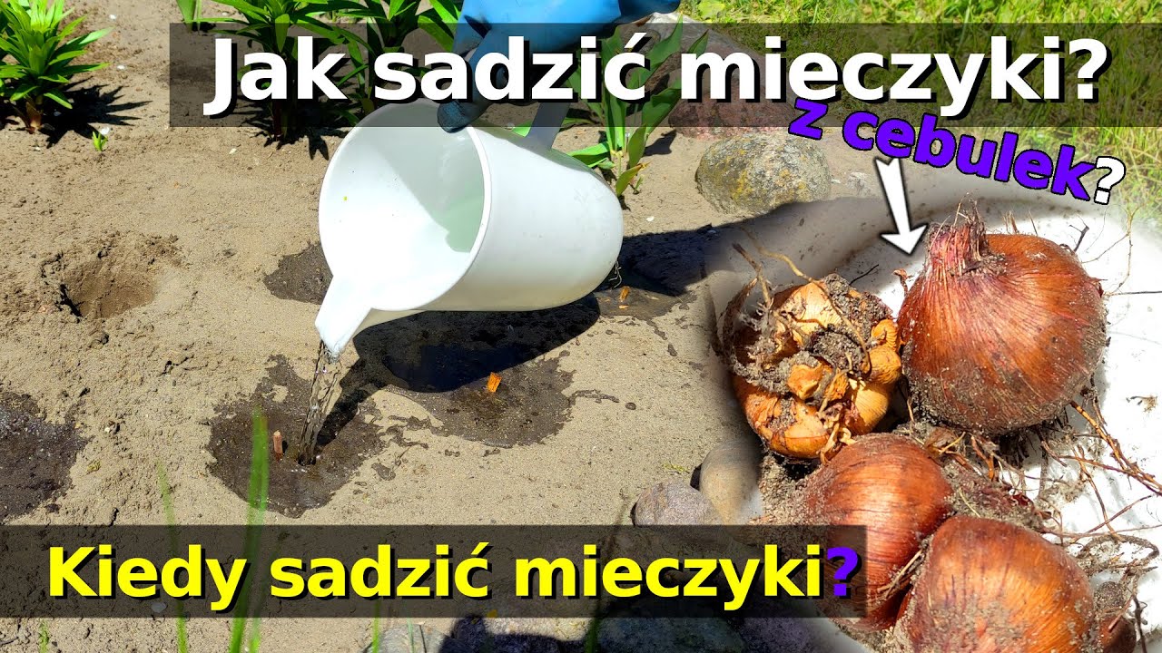 Ogr 42 - Jak sadzić mieczyki? - Kiedy sadzić mieczyki?