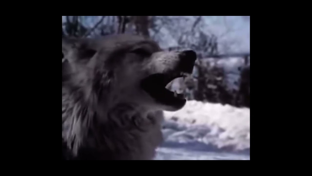 Kavik, the Wolf dog ￼Kavik vs wolf