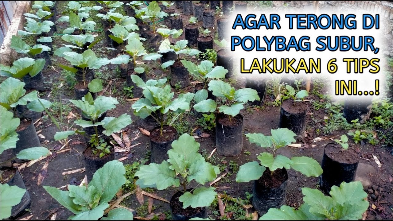 DIJAMIN SUBUR DAN BERBUAH LEBAT | RAHASIA PERAWATAN TANAMAN TERONG UNGU DI POLYBAG !