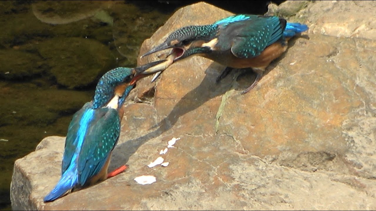 カワセミの親が雛に餌を与えるところを集めてみました！