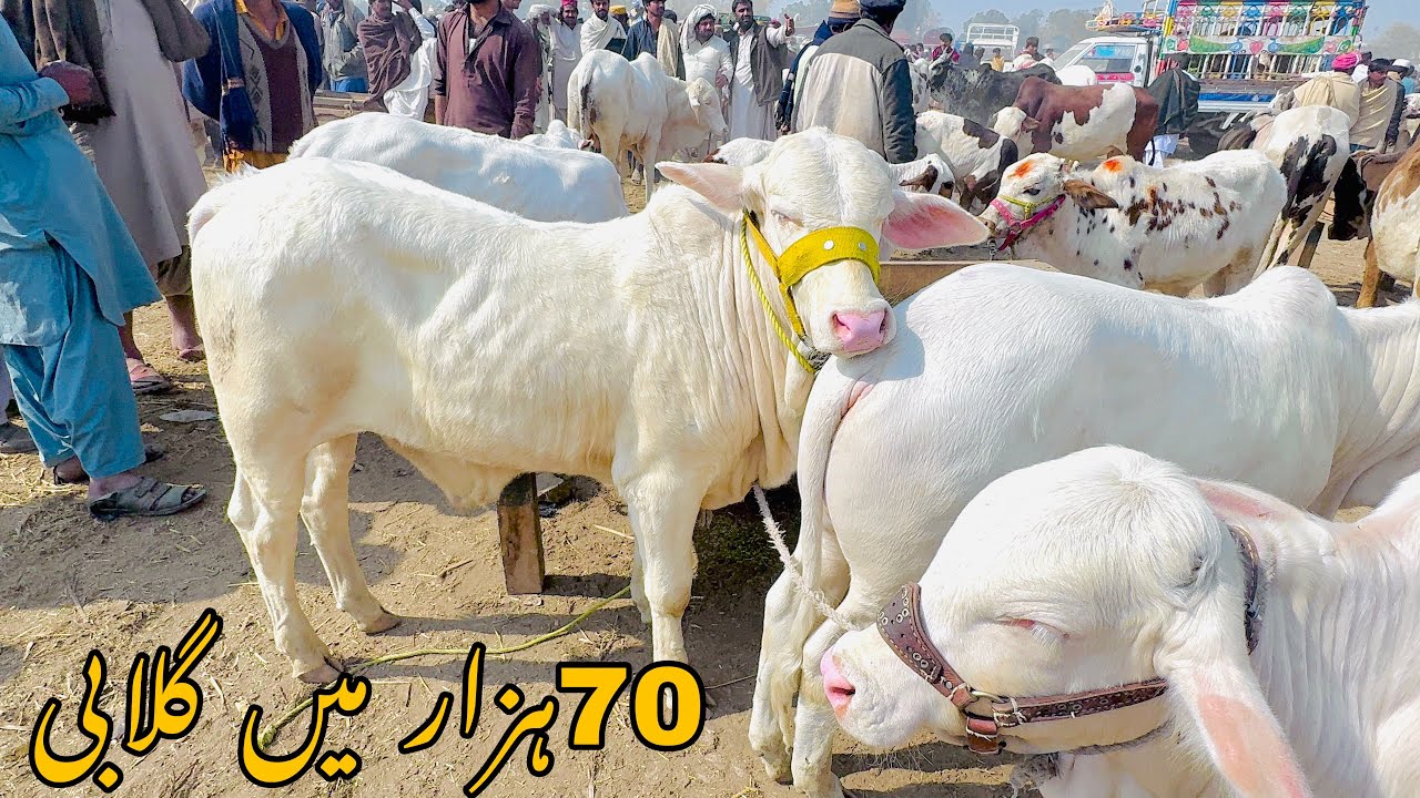 Shiekh wahan mandi Taza Update😍14 mal ka soda hu geya🥰70 hazar my janwar🥳Gulabi nukray Kam rate may 