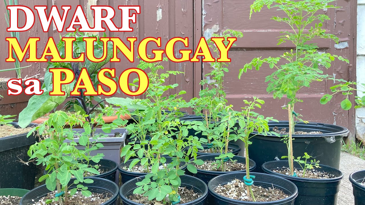 Dwarf Malunggay sa paso gumanda na ang tubo || vegetable garden zone 3 Manitoba CA