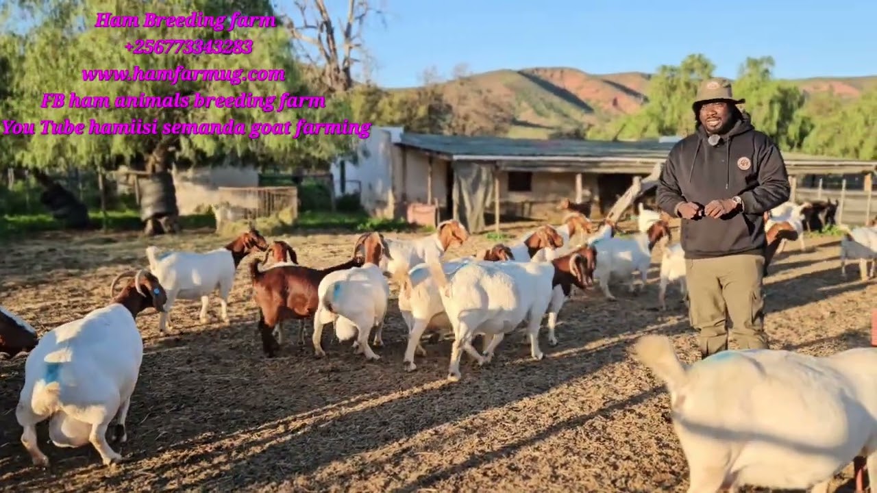How south Africans feed the pregnant mothers for better health of their goats and kids to be born