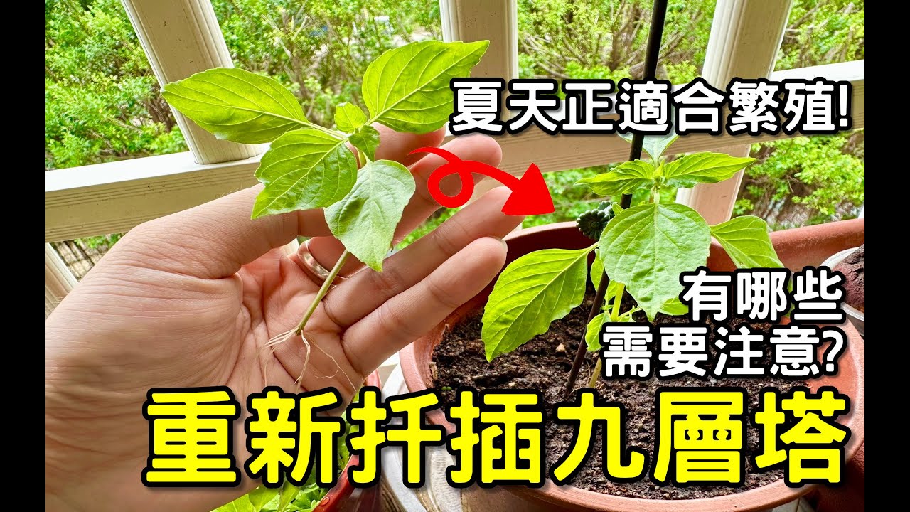 重新扦插九層塔 | 夏天正適合種植 | 有這些需要注意！扦插繁殖 Basil 【黑貓日常】