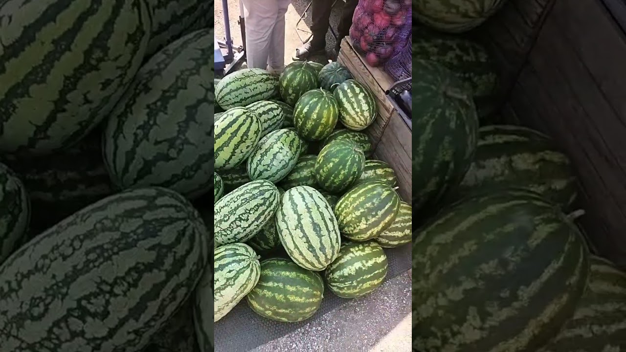 Prețurile la legume la răscrucea Tabani, Briceni -Televiziunea Oamenilor Simpli și Liberi BORODACHI
