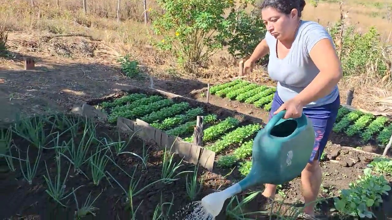aplicando UREIA na cebolinha