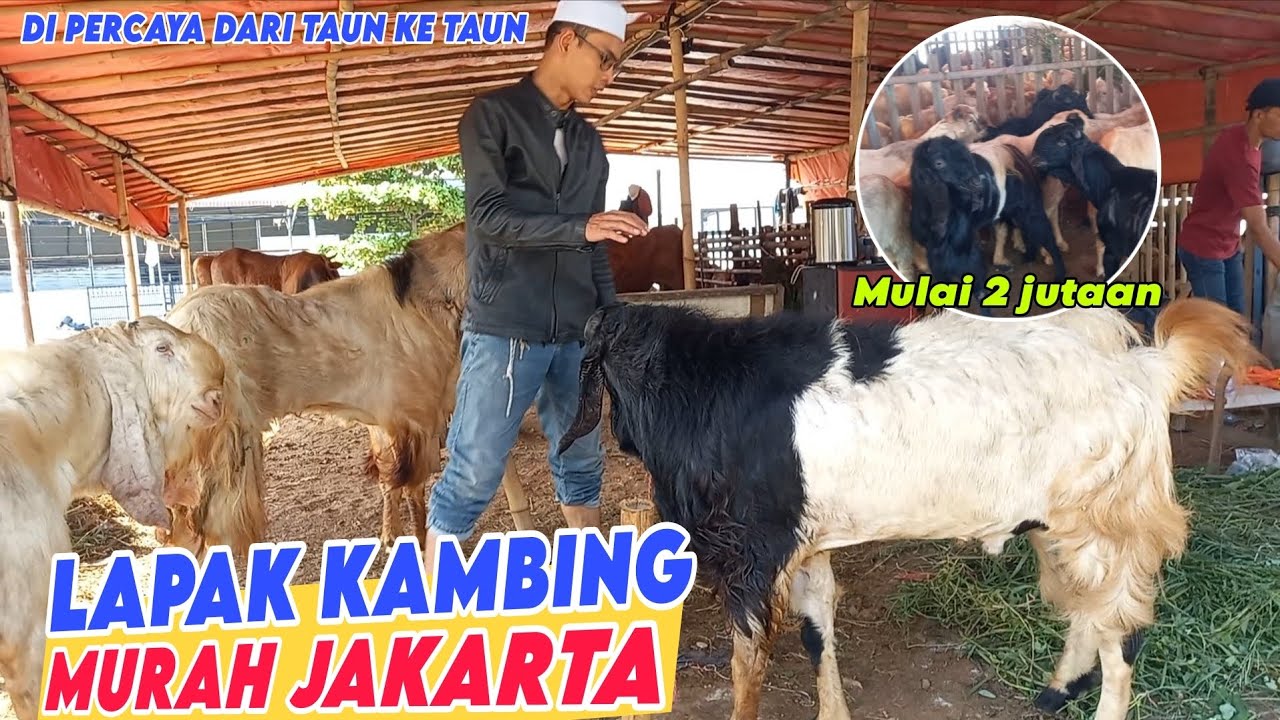 UPDATE HARGA KAMBING QURBAN MURAH LAPAK DI JAKARTA KAMBING KURBAN EKONOMIS JOMBO MURAH JAKARTA