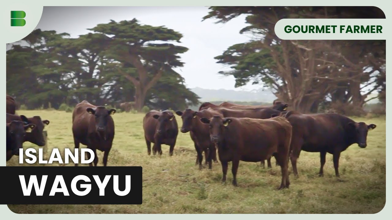 Seafood, Wagyu & Much More! - Gourmet Farmer - Documentary