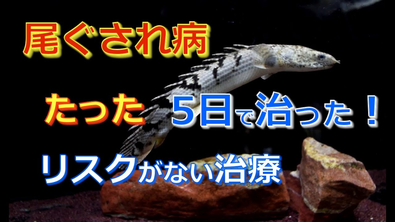 たった5日で治った！！「尾ぐされ病」リスクのない治療！？【ポリプテルス】