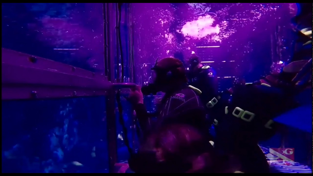 Cage dive at GA aquarium.