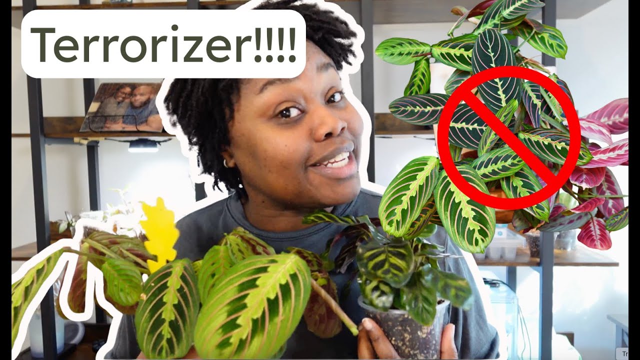 Calatheas and Marantas are terrorizing plant parents!!