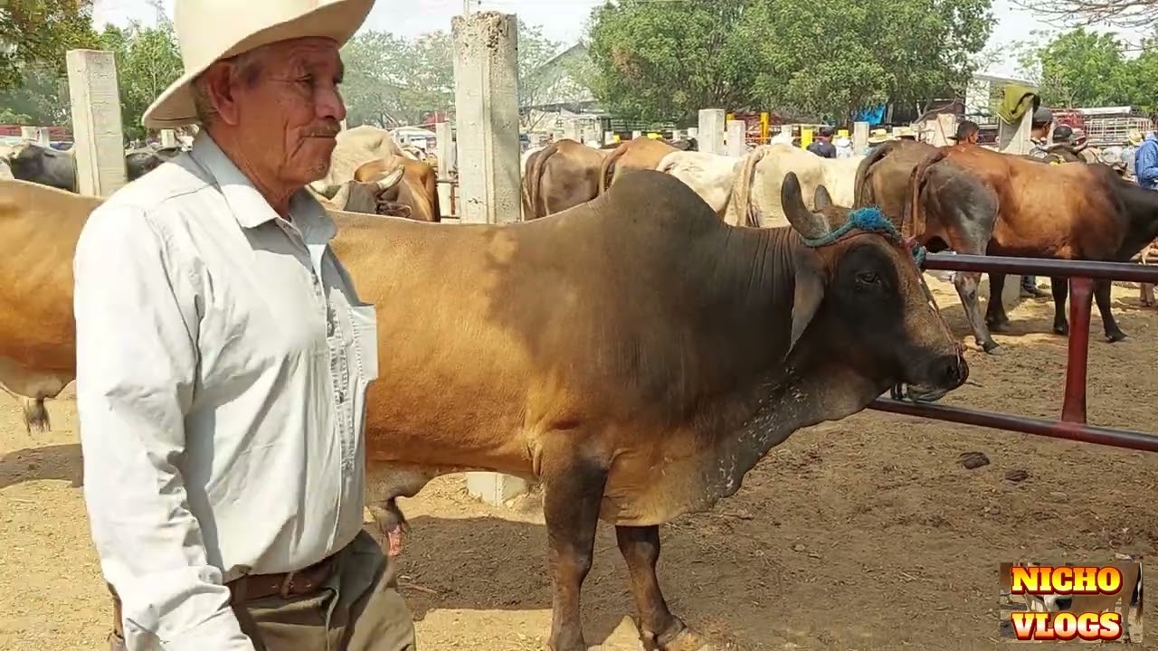 PLAZAS GANADERAS-LOS 45 TOROS MAS INCREIBLES,LISTOS PARA LA CARNE.