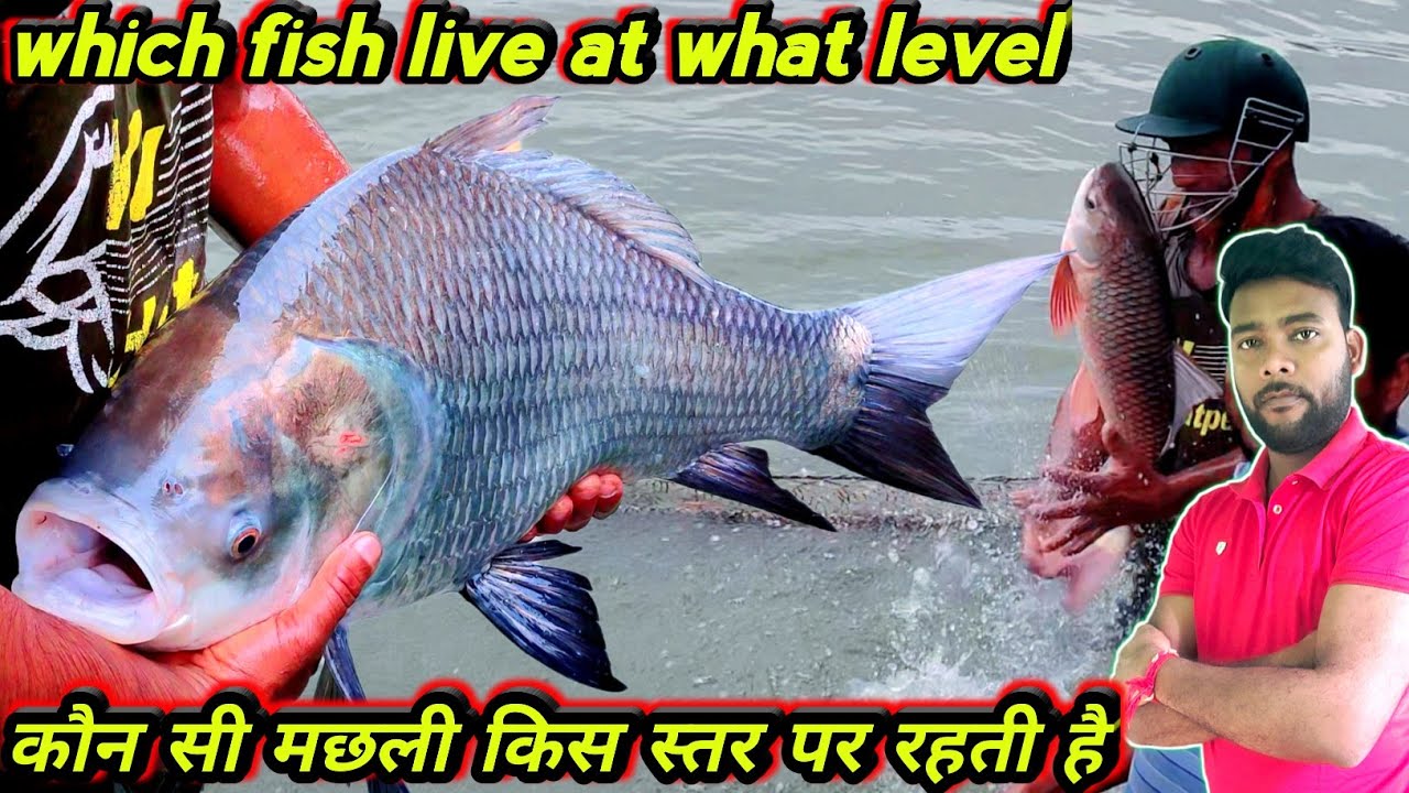 which fish live in which level in pond | integrated fish farming system model | fish pond layer
